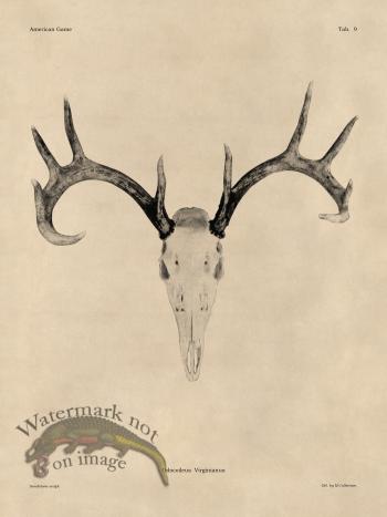 Tan Bones 09 White Tail